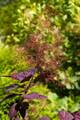 Cotinus coggygria Royal Purple IMG_0746 Perukowiec podolski